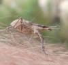 Charagmus gressorius